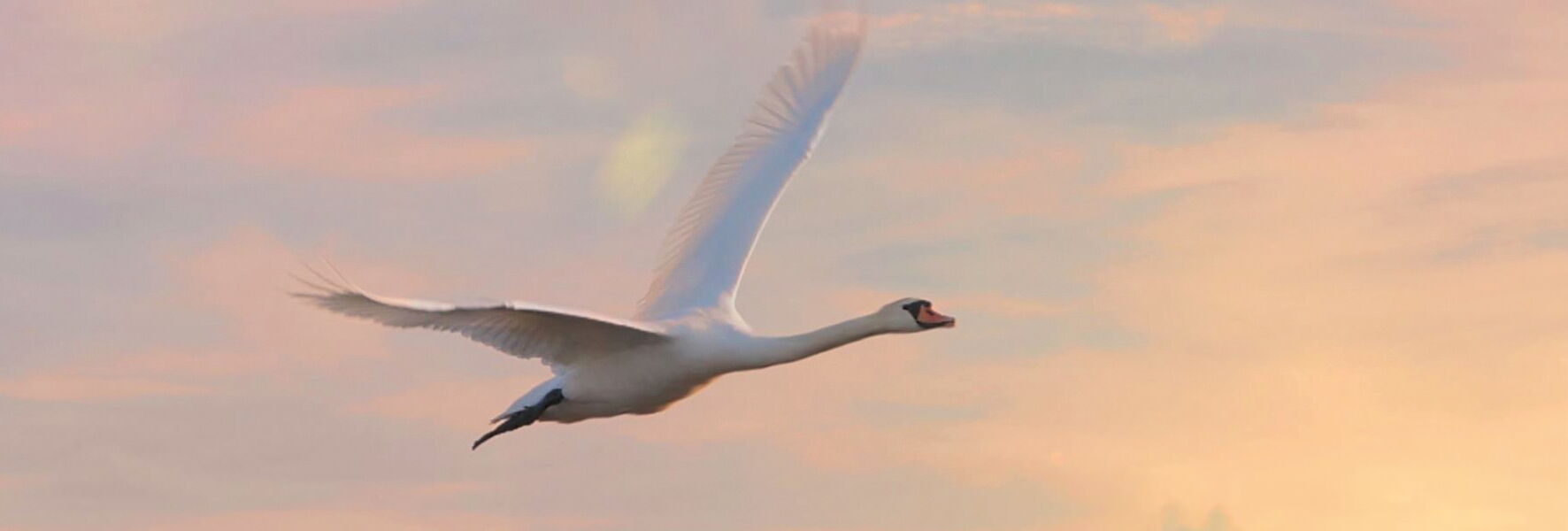Schwan im Himmel über Weissenhaus