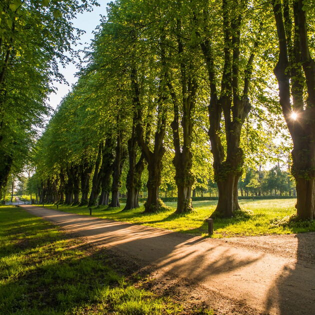 Old trees at Castle Weissenhaus
