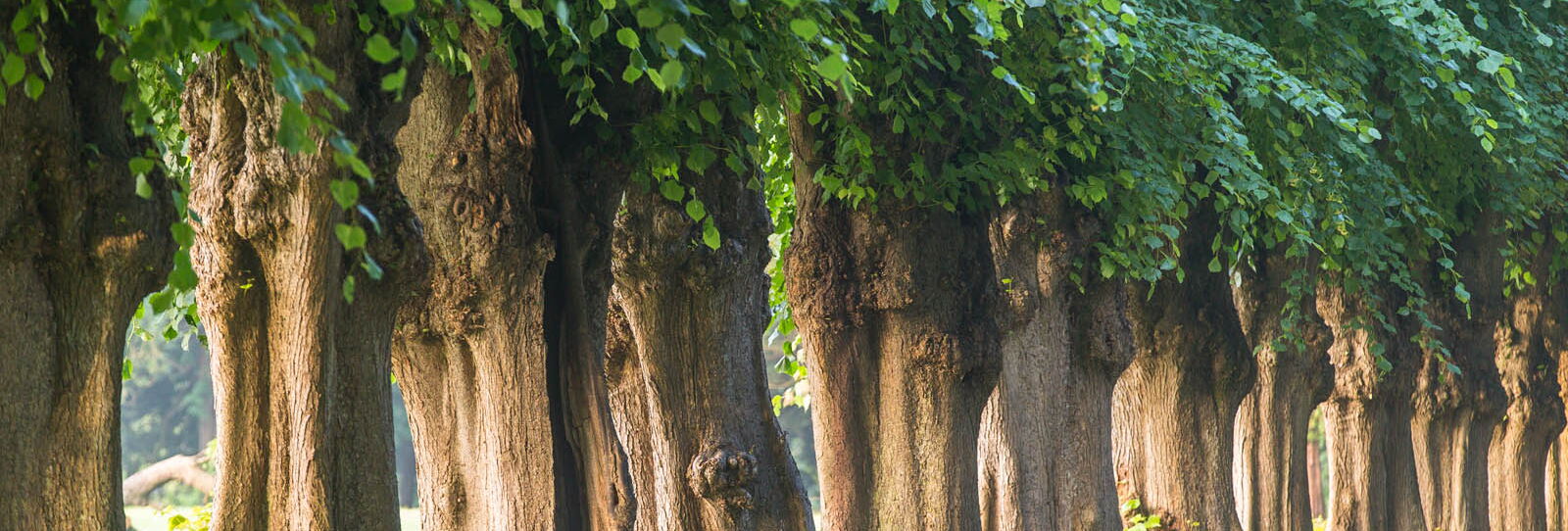 Old trees in the summer